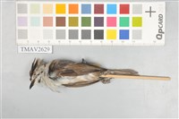 藏品(冠羽畫眉)的圖片